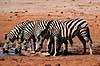 Zebra. Almindelig Burchells Zebra, drikker ved vandhul ( Scan af KOL3424 )  Equus burchelli, Equidae Nyamandhlovu Pan / Hwange NP Zimbabwe Afrika pattedyr Uparrett�ede hovdyr, Perissodactyla, Heste, Equidae