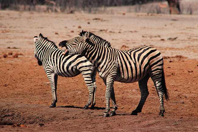 Zebra. Almindelig zebra = Burchells Zebra ( Scan af KOL6914 ) ; Equus burchelli, Equidae; Nyamandhlovu Pan / Hwange NP; Zimbabwe; Afrika; pattedyr; Uparrett�ede hovdyr, Perissodactyla, Heste, Equidae