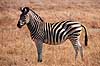 Zebra. Alm. Zebra, Burchells Zebra ( Scan af KOL3416 )  Equus burchelli, Equidae Moremi NP Botswana Afrika pattedyr Uparrett�ede hovdyr, Perissodactyla, Heste, Equidae