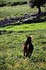 Muldyr. Muldyr p� blomstereng ( Scan af KOL6916 )  Equus asinus x Equus caballus  Tunesien Afrika pattedyr Uparrett�ede hovdyr, Perissodactyla, Heste, Equidae