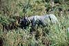 Indisk n�sehorn. Indisk n�sehorn ( Scan af KOL1153 )  Rhinoceros unicornis, Rhinocerotidae Chitwan NP Nepal Asien pattedyr Uparrett�ede hovdyr, Perissodactyla