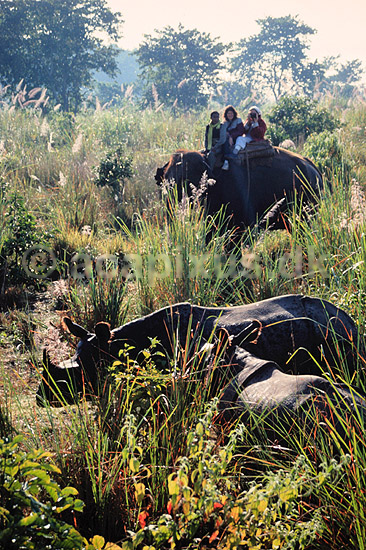 Indisk n�sehorn. Indisk n�sehorn (Safari) ( Scan af KOL1150 ) ; Rhinoceros unicornis, Rhinocerotidae; Chitwan NP; Nepal; Asien; pattedyr; Uparrett�ede hovdyr, Perissodactyla