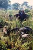 Indisk n�sehorn. Indisk n�sehorn (Safari) ( Scan af KOL1150 )  Rhinoceros unicornis, Rhinocerotidae Chitwan NP Nepal Asien pattedyr Uparrett�ede hovdyr, Perissodactyla