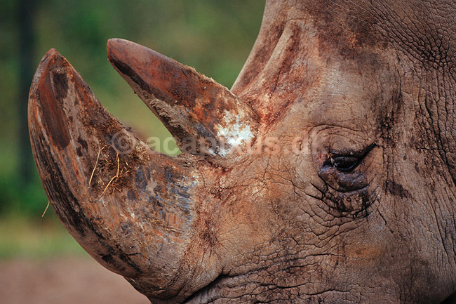 Sort n�sehorn. Sort n�sehorn ( Scan af KOL6302 ) ; Diceros bicornis, Rhinocerotidae; Givskud Safaripark; ; ; pattedyr; Uparrett�ede hovdyr, Perissodactyla