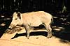 Vildsvin. Vildsvin ( Scan af KOL6451 )  Sus scrofa, Suidae Hannut / Ardennerne Belgien  pattedyr Parrett�ede hovdyr, Artiodactyla, Svin, Suidae