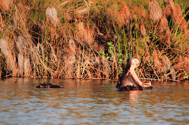Flodhest. Flodhest, i Okavango deltaet ( Scan af KOL3432 ) ; Hippopotamus amphibius, Hippopotamidae; Okavango delta; Botswana; Afrika; pattedyr; Parrett�ede hovdyr, Artiodactyla, Flodheste