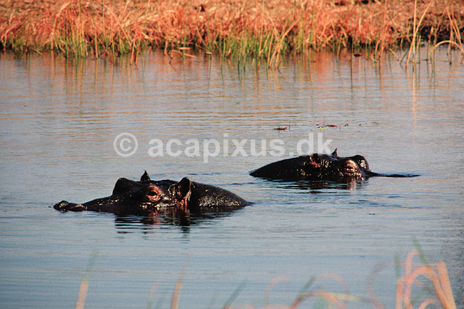 Flodhest. Flodhest ( Scan af KOL3437 ) ; Hippopotamus amphibius, Hippopotamidae; Moremi NP; Botswana; Afrika; pattedyr; Parrett�ede hovdyr, Artiodactyla, Flodheste