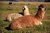 Alpaca. Alpaca ( Scan af KOL1746 )  Lama pacos, Camelidae Volcan Misti / Arequipa Peru Sydamerika pattedyr Parrett�ede hovdyr, Artiodactyla, Kameler