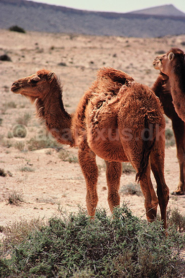 Dromedarer. Dromedarer ( Scan af KOL1069 ) ; Camelus dromedarius, Camelidae; ; Sydlige Tunesien; Afrika; pattedyr; Parrett�ede hovdyr, Artiodactyla, Kameler