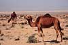 Dromedarer. Dromedarer ( Scan af KOL1066 )  Camelus dromedarius, Camelidae  Sydlige Tunesien Afrika pattedyr Parrett�ede hovdyr, Artiodactyla, Kameler