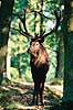 Krondyr. Krondyr, kronhjort ( Scan af KOL7149 )  Cervus elaphus, Cervidae J�gersborg Dyrehave   pattedyr Parrett�ede hovdyr, Artiodactyla, Hjorte
