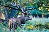 Krondyr. Krondyr, kronhjort ( Scan af KOL7144 )  Cervus elaphus, Cervidae J�gersborg Dyrehave   pattedyr Parrett�ede hovdyr, Artiodactyla, Hjorte