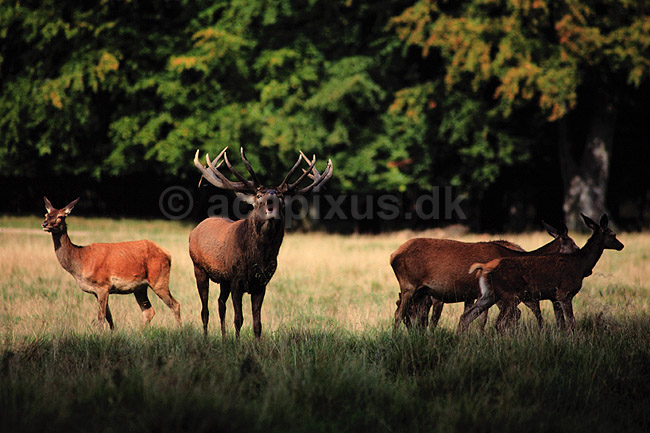 Krondyr. Krondyr, kronhjort ( Scan af KOL1611 ) ; Cervus elaphus, Cervidae; J�gersborg Dyrehave; ; ; pattedyr; Parrett�ede hovdyr, Artiodactyla, Hjorte