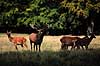 Krondyr. Krondyr, kronhjort ( Scan af KOL1611 )  Cervus elaphus, Cervidae J�gersborg Dyrehave   pattedyr Parrett�ede hovdyr, Artiodactyla, Hjorte