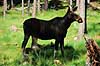 Elg ko. Elg ko ( Scan af KOL83 )  Alces alces, Cervidae  Finland  pattedyr Parrett�ede hovdyr, Artiodactyla, Hjorte