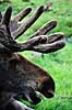 Elg tyr. Elg tyr ( Scan af KOL10 )  Alces alces, Cervidae  Finland  pattedyr Parrett�ede hovdyr, Artiodactyla, Hjorte
