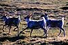 Rener. Rener ( Scan af KOL15 )  Rangifer tarundus, Cervidae Mager�y Norge  pattedyr Parrett�ede hovdyr, Artiodactyla, Hjorte