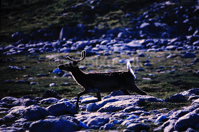 Ren. Ren ( Scan af KOL12 ) ; Rangifer tarundus, Cervidae; Mager�y; Norge; ; pattedyr; Parrett�ede hovdyr, Artiodactyla, Hjorte