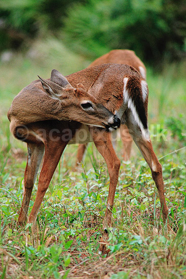 Hvidhalet hjort. Hvidhalet hjort ( Scan af KOL2237 ) ; Odocoileus virginianus, Cervidae; Corkscrew Swamp Sanctuary / Florida; USA; Nordamerika; pattedyr; Parrett�ede hovdyr, Artiodactyla, Hjorte