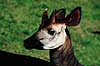 Okapi. Okapi (han) ( Scan af KOL6908 )  Okapia johnstoni, Giraffidae K�benhavn ZOO   pattedyr Parrett�ede hovdyr, Artiodactyla, Giraffer