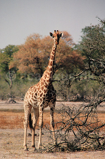Massai giraf. Giraf (Massai-giraf) ( Scan af KOL3444 ) ; Giraffa camelopardalis tippelskirchi; Moremi NP; Botswana; Afrika; pattedyr; Parrett�ede hovdyr, Artiodactyla, Giraffer