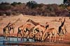 Massai giraf. Giraf (Massai) drikker ved vandhul ( Scan af KOL3451 )  Giraffa camelopardalis tippelskirchi Nyamandhlovu Pan / Hwange NP Zimbabwe Afrika pattedyr Parrett�ede hovdyr, Artiodactyla, Giraffer
