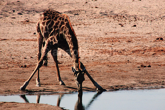Massai giraf. Giraf (Massai) drikker ved vandhul ( Scan af KOL3454 ) ; Giraffa camelopardalis tippelskirchi; Nyamandhlovu Pan / Hwange NP; Zimbabwe; Afrika; pattedyr; Parrett�ede hovdyr, Artiodactyla, Giraffer