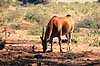 Eland. Eland, elsdyrantilope ( Scan af KOL5928 )  Tragelaphus oryx, Bovidae Ngorongoro NP Tanzania Afrika pattedyr Parrett�ede hovdyr, Artiodactyla, Skedehornede