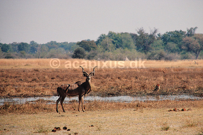 Stor kudu. Stor kudu, han ( Scan af KOL3457 ) ; Tragelaphus strepsiceros, Bovidae; Moremi NP; Botswana; Afrika; pattedyr; Parrett�ede hovdyr, Artiodactyla, Skedehornede