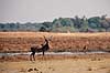 Stor kudu. Stor kudu, han ( Scan af KOL3457 )  Tragelaphus strepsiceros, Bovidae Moremi NP Botswana Afrika pattedyr Parrett�ede hovdyr, Artiodactyla, Skedehornede