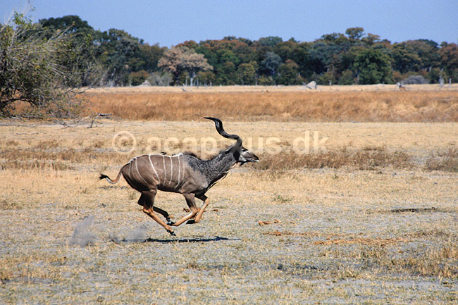 Stor kudu. Stor kudu galloperende hen over savannen ( Scan af KOL6918 ) ; Tragelaphus strepsiceros, Bovidae; Moremi NP; Botswana; Afrika; pattedyr; Parrett�ede hovdyr, Artiodactyla, Skedehornede