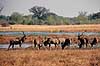Stor kudu. Stor kudu, flok af unge hanner ( Scan af KOL3456 )  Tragelaphus strepsiceros, Bovidae Moremi NP Botswana Afrika pattedyr Parrett�ede hovdyr, Artiodactyla, Skedehornede
