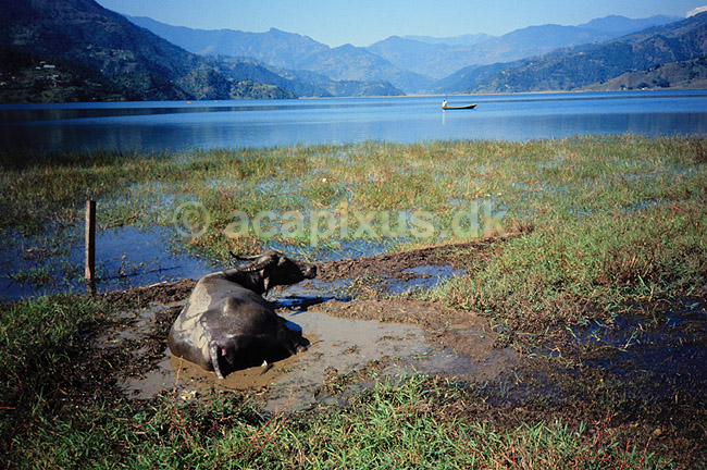 Vandb�ffel. Vandb�ffel ( Scan af KOL1127 ) ; Bubalus arnee, Bovidae; Pokhara; Nepal; Asien; pattedyr; Parrett�ede hovdyr, Artiodactyla, Skedehornede