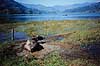 Vandb�ffel. Vandb�ffel ( Scan af KOL1127 )  Bubalus arnee, Bovidae Pokhara Nepal Asien pattedyr Parrett�ede hovdyr, Artiodactyla, Skedehornede