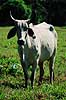 Zebu. Zebu importeret til Peru via Cuba. ( Scan af KOL1743 )  Bos indicus, Bovidae Tambopata-Candamo Reserve / Amazonas Peru Sydamerika pattedyr Parrett�ede hovdyr, Artiodactyla, Skedehornede