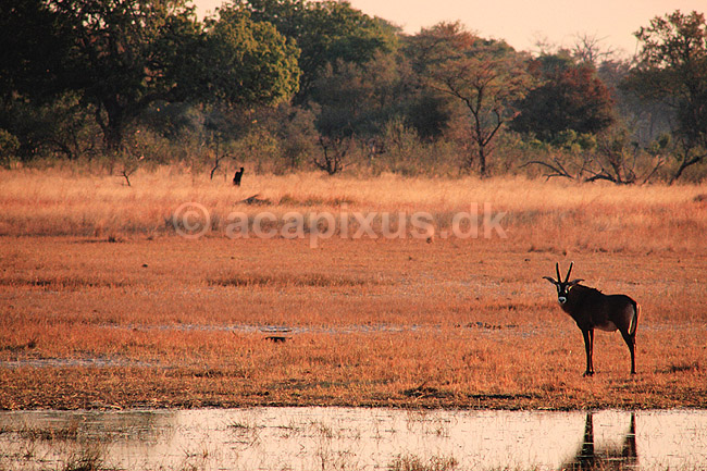 Hesteantilope. Roan antilope, Hesteantilope ( Scan af KOL3473 ) ; Hippotragus equinus, Bovidae; Okavango delta; Botswana; Afrika; pattedyr; Parrett�ede hovdyr, Artiodactyla, Skedehornede