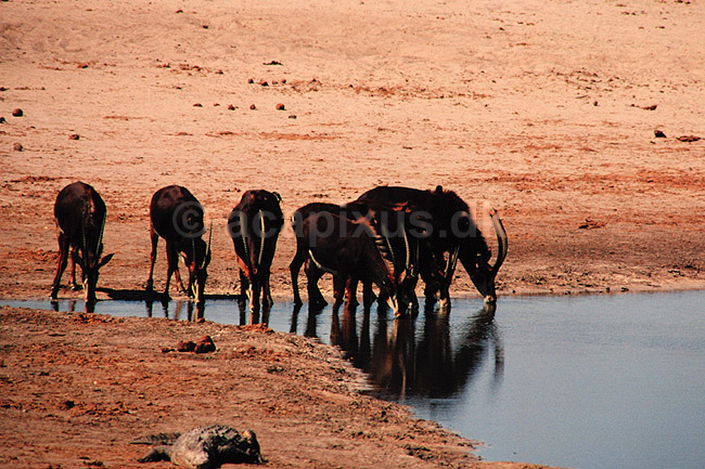 Sabelantilope. Sabelantilope, Sort Hesteantilope ( Scan af KOL3477 ) ; Hippotragus niger, Bovidae; Nyamandhlovu Pan / Hwange NP; Zimbabwe; Afrika; pattedyr; Parrett�ede hovdyr, Artiodactyla, Skedehornede
