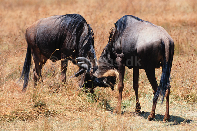 Gnu. Gnu (Okse gnu, Stribet gnu) ( Scan af KOL5937 ) ; Connochaetes taurinus, Bovidae; Ngorongoro NP; Tanzania; Afrika; pattedyr; Parrett�ede hovdyr, Artiodactyla, Skedehornede