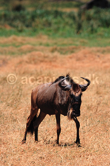 Gnu. Gnu (Okse gnu, Stribet gnu) ( Scan af KOL5936 ) ; Connochaetes taurinus, Bovidae; Ngorongoro NP; Tanzania; Afrika; pattedyr; Parrett�ede hovdyr, Artiodactyla, Skedehornede