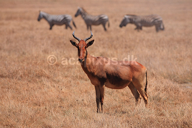 Hartebeest. Hartebeest, Koanantilope ( Scan af KOL5944 ) ; Alcelaphus buselaphus, Bovidae; Ngorongoro NP; Tanzania; Afrika; pattedyr; Parrett�ede hovdyr, Artiodactyla, Skedehornede