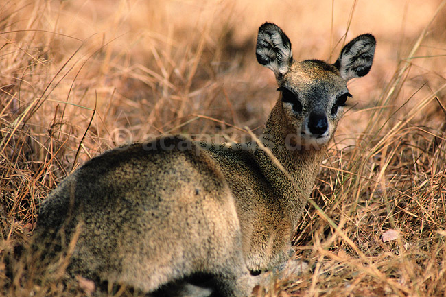 Klippespringer. Klippespringer ( Scan af KOL3486 ) ; Oreotragus oreotragus, Bovidae; Chipangali Wildlife Orphancy; Zimbabwe; Afrika; pattedyr; Parrett�ede hovdyr, Artiodactyla, Skedehornede