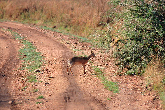 Kirks dik-dik antilope. Kirks dik-dik antilope ( Scan af KOL5948 ) ; Madoqua kirki, Bividae; Serengeti NP; Tanzania; Afrika; pattedyr; Parrett�ede hovdyr, Artiodactyla, Skedehornede