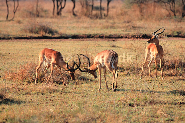 Impala. Impala ( Scan af KOL5949 ) ; Aepyceros melampus, Bovidae; Serengeti NP; Tanzania; Afrika; pattedyr; Parrett�ede hovdyr, Artiodactyla, Skedehornede