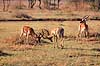 Impala. Impala ( Scan af KOL5949 )  Aepyceros melampus, Bovidae Serengeti NP Tanzania Afrika pattedyr Parrett�ede hovdyr, Artiodactyla, Skedehornede