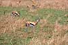 Thomsons gazelle. Thomsons gazelle ( Scan af KOL5951 )  Gazella thomsoni, Bovidae Serengeti NP Tanzania Afrika pattedyr Parrett�ede hovdyr, Artiodactyla, Skedehornede, gazeller