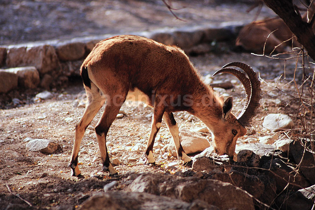 Nubisk stenbuk. Nubisk stenbuk ( Scan af KOL5137 ) ; Capra ibex nubiana, Bovidae; Ein Gedi; Israel; Asien; pattedyr; Parrett�ede hovdyr, Artiodactyla, Skedehornede, stenbukke