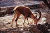 Nubisk stenbuk. Nubisk stenbuk ( Scan af KOL5137 )  Capra ibex nubiana, Bovidae Ein Gedi Israel Asien pattedyr Parrett�ede hovdyr, Artiodactyla, Skedehornede, stenbukke