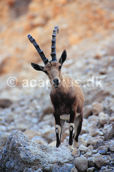 Nubisk stenbuk. Nubisk stenbuk ( Scan af KOL5141 ) ; Capra ibex nubiana, Bovidae; Ein Gedi; Israel; Asien; pattedyr; Parrett�ede hovdyr, Artiodactyla, Skedehornede, stenbukke