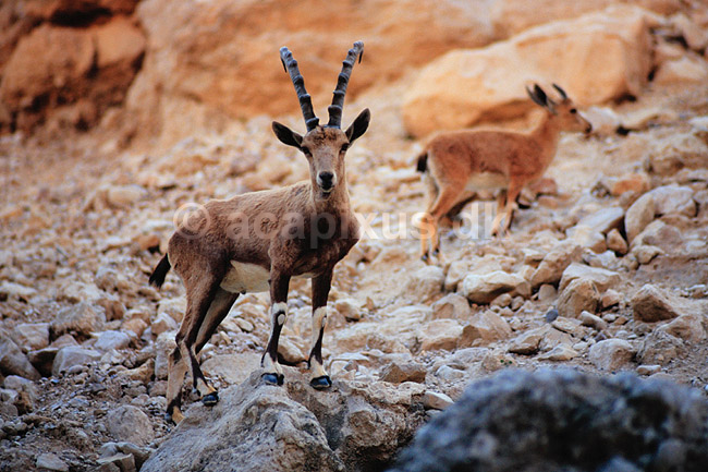 Nubisk stenbuk. Nubisk stenbuk ( Scan af KOL5139 ) ; Capra ibex nubiana, Bovidae; Ein Gedi; Israel; Asien; pattedyr; Parrett�ede hovdyr, Artiodactyla, Skedehornede, stenbukke