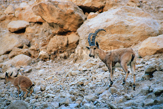Nubisk stenbuk. Nubisk stenbuk ( Scan af KOL5138 ) ; Capra ibex nubiana, Bovidae; Ein Gedi; Israel; Asien; pattedyr; Parrett�ede hovdyr, Artiodactyla, Skedehornede, stenbukke